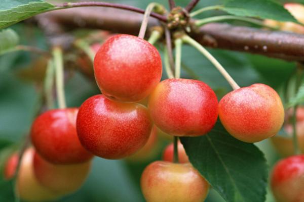 櫻桃大棚造價(jià)是多少,一般高度是多少