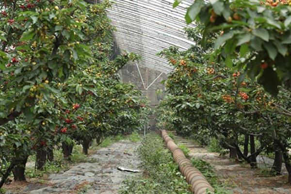 櫻桃大棚造價(jià)是多少,一般高度是多少