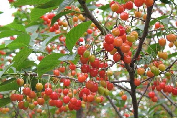 櫻桃大棚造價(jià)是多少,一般高度是多少