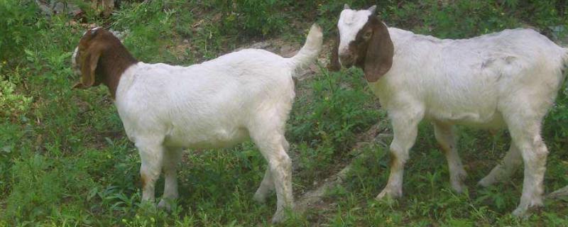 哪里小尾寒羊便宜，在中國的主要產地是哪里