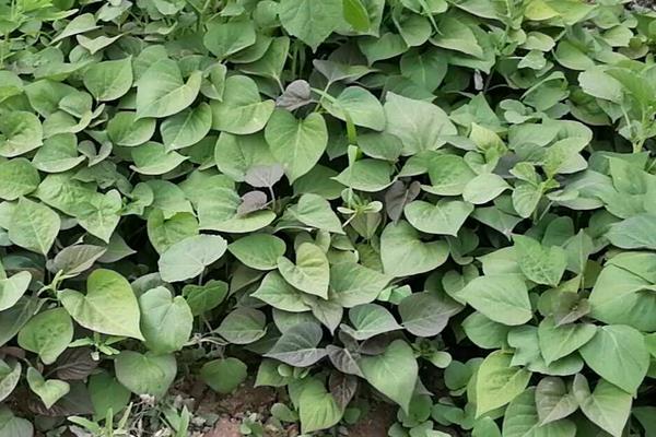 如何育紅薯苗(什么時候種)?紅薯苗多少錢一棵?