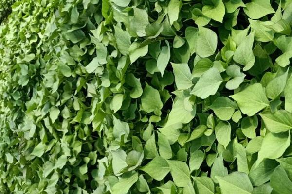 如何育紅薯苗(什么時候種)?紅薯苗多少錢一棵?