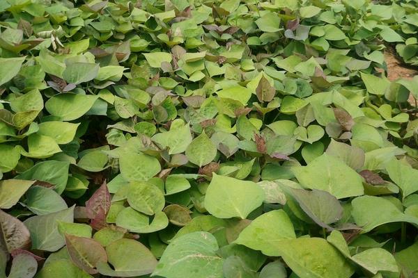 如何育紅薯苗(什么時候種)?紅薯苗多少錢一棵?