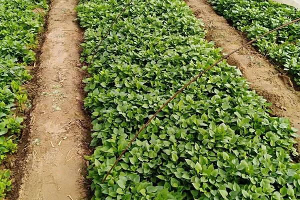 如何育紅薯苗(什么時候種)?紅薯苗多少錢一棵?