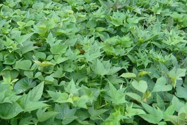 如何育紅薯苗(什么時候種)?紅薯苗多少錢一棵?