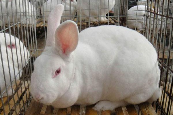 肉兔養(yǎng)殖成本與利潤分析，肉兔養(yǎng)殖前景咋樣