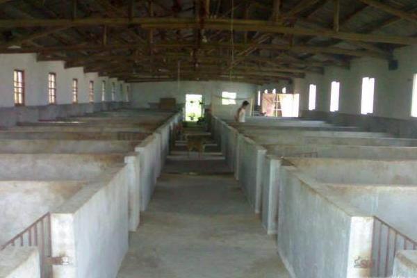 豬圈建在哪個方位為吉?豬圈怎么建最好?