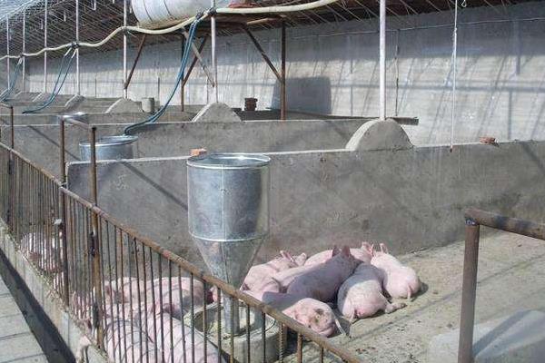 豬圈建在哪個方位為吉?豬圈怎么建最好?