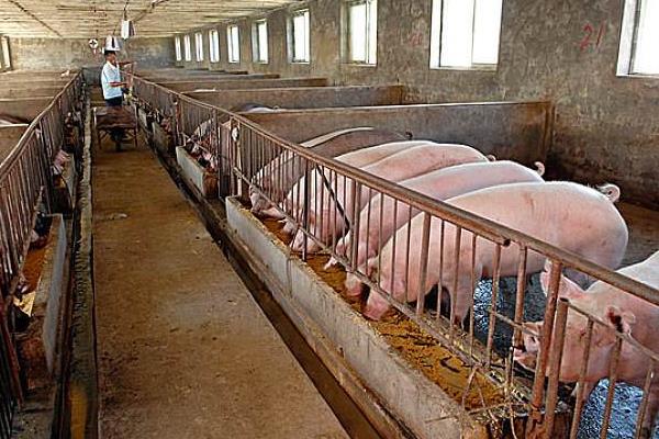 豬圈建在哪個方位為吉?豬圈怎么建最好?