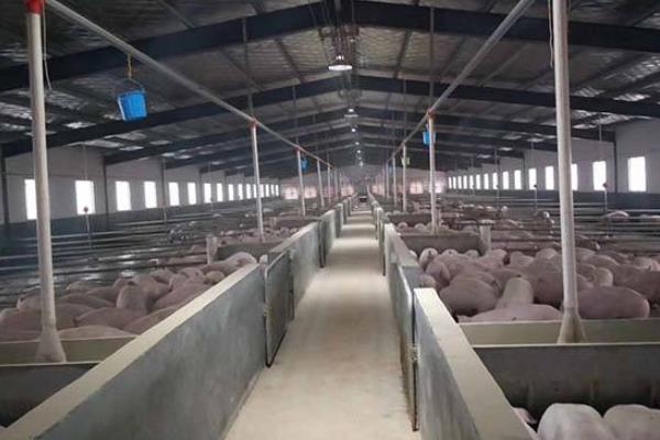 豬圈建在哪個方位為吉?豬圈怎么建最好?