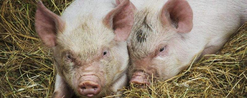 適合農(nóng)村養(yǎng)豬方法，簡單實用