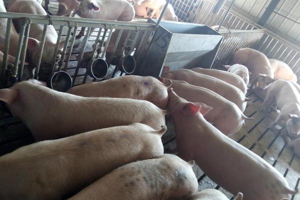 適合農(nóng)村養(yǎng)豬方法，簡單實用