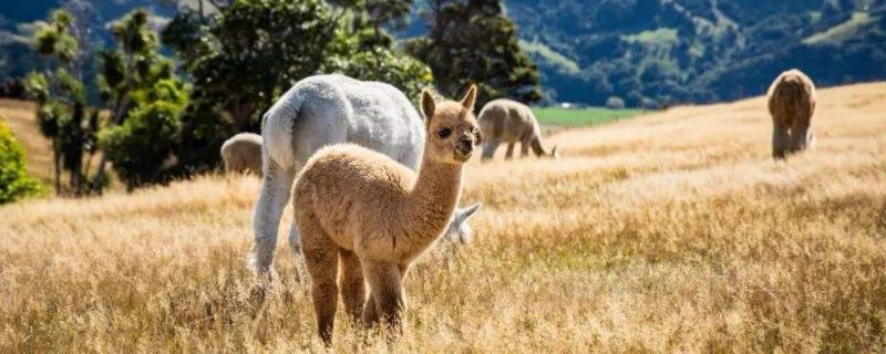 羊駝便宜的一只多少元？哪里有賣