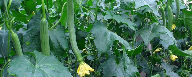 盆栽怎樣種植絲瓜更高產(chǎn)結(jié)的更多