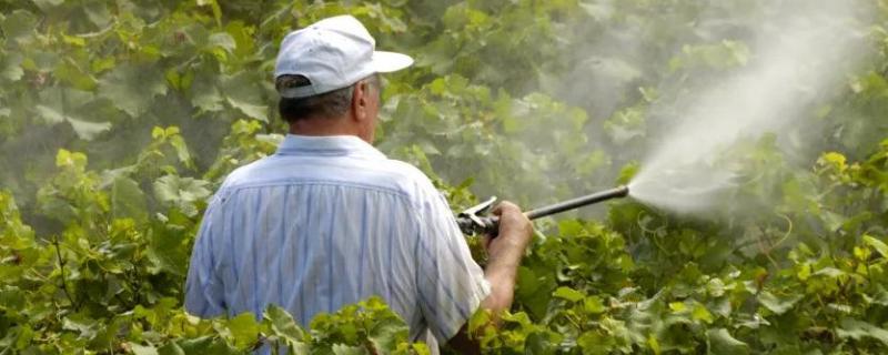 打農藥溫度是多少較好，溫度高可以打農藥嗎