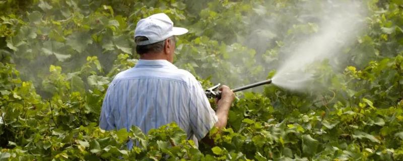 有效的蒂蛀蟲農藥