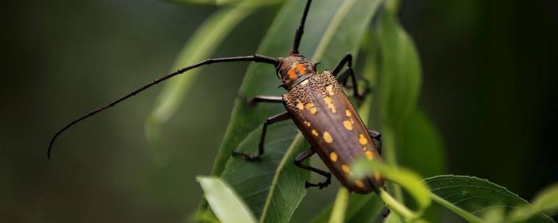 殺天牛有效的農(nóng)藥有哪些