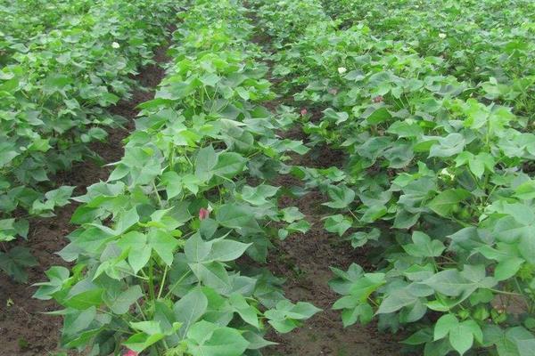 種棉花一畝地的收入，需要投資多少錢，一畝地有多少棵