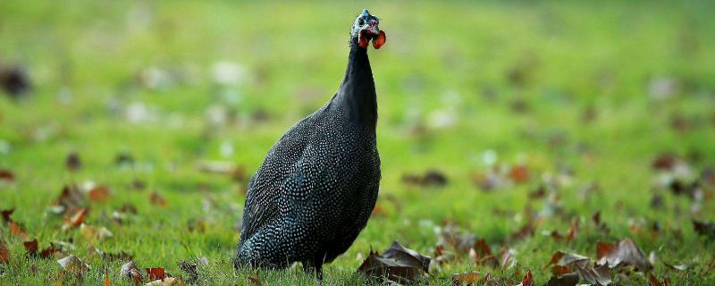 珍珠雞最大幾斤？市場價格多少錢一斤？吃珍珠雞有什么好處？