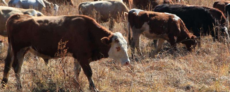 肉牛多少一斤？一年的肉牛能賣多少錢