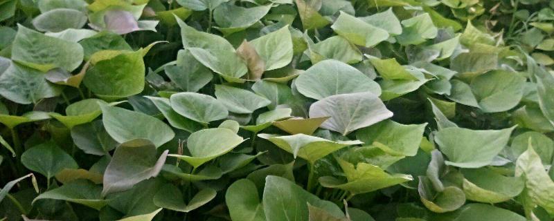 如何育紅薯苗(什么時候種)?紅薯苗多少錢一棵?