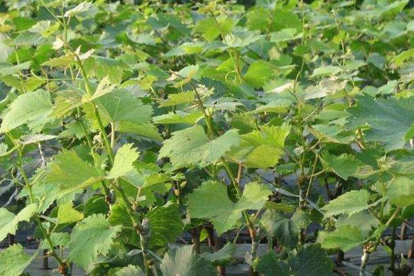 如何嫁接葡萄苗？幾年結果？