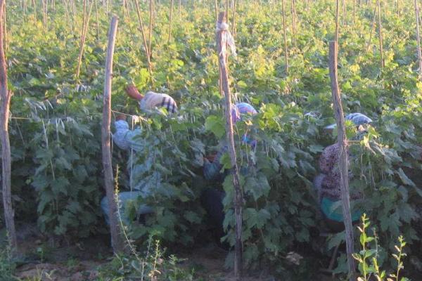如何嫁接葡萄苗？幾年結果？