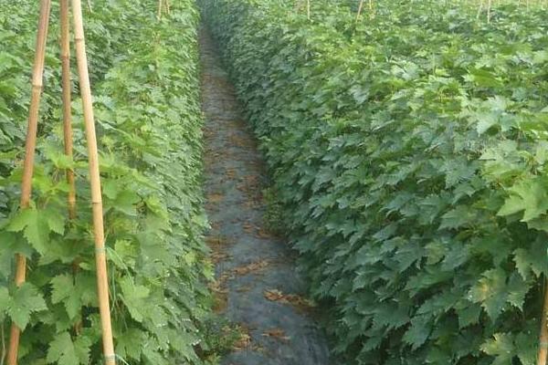 如何嫁接葡萄苗？幾年結果？