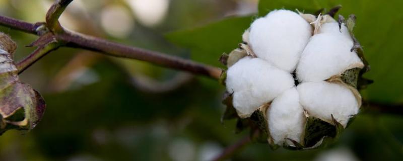 種棉花一畝地的收入，需要投資多少錢，一畝地有多少棵