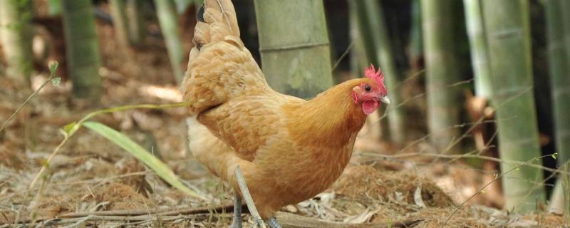 養(yǎng)蛆喂雞為什么會失敗?附蠅蛆養(yǎng)雞的好處和壞處