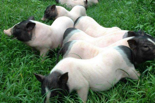 50斤香豬殺了有多少肉?香豬能長多少斤?市場價格多少錢一斤?