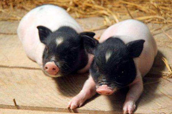 50斤香豬殺了有多少肉?香豬能長多少斤?市場價格多少錢一斤?