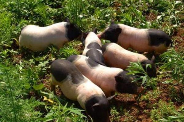 50斤香豬殺了有多少肉?香豬能長多少斤?市場價格多少錢一斤?