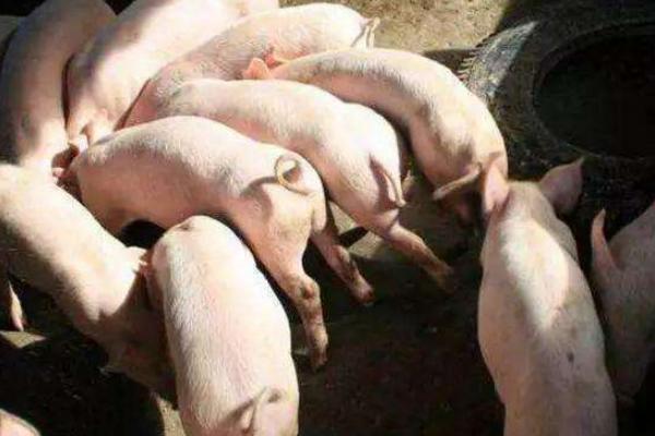 養(yǎng)豬多久出欄才不虧本？一般多久賣一次