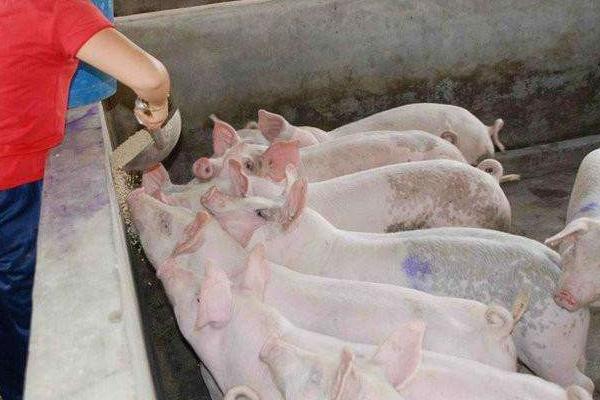 養(yǎng)豬多久出欄才不虧本？一般多久賣一次