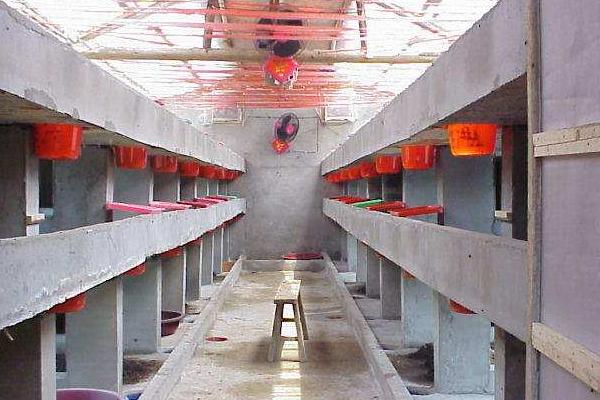 一斤蠅蛆的養(yǎng)殖成本是多少？有多少只？