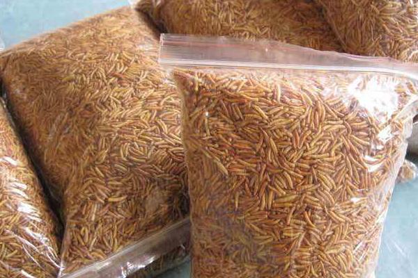 一斤蠅蛆的養(yǎng)殖成本是多少？有多少只？