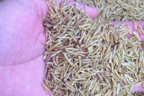 一斤蠅蛆的養(yǎng)殖成本是多少？有多少只？