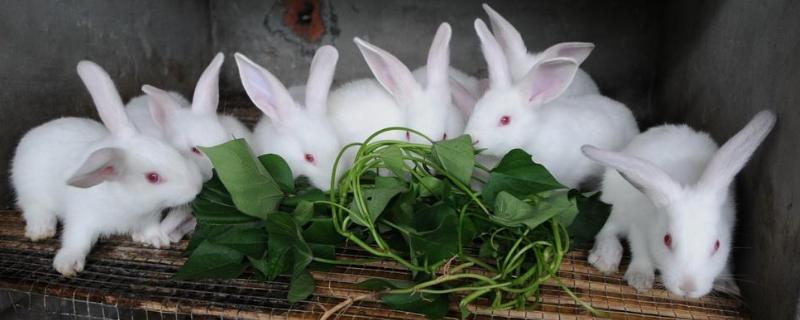 肉兔養殖成本與利潤分析，肉兔養殖前景咋樣