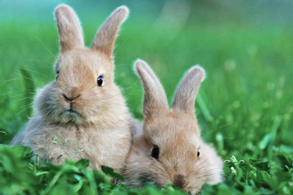 肉兔養(yǎng)殖成本與利潤分析，肉兔養(yǎng)殖前景咋樣