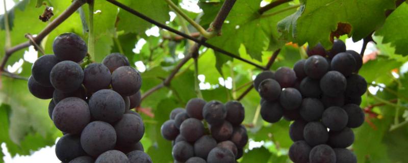 如何嫁接葡萄苗？幾年結(jié)果？