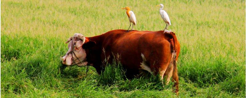 養(yǎng)牛最大的難處是什么?附養(yǎng)牛的利潤與成本分析