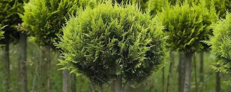 2022年最值錢緊缺的苗木是什么？常見的苗木品種有哪些？