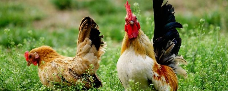 賣雞朋友圈該怎么發(fā)?怎么宣傳更有效果?