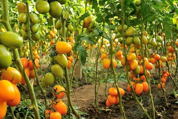 石硫合劑打過的菜能吃嗎？多久能吃？