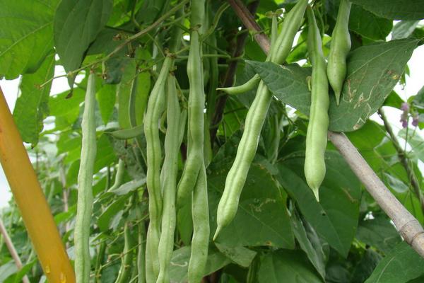 石硫合劑打過的菜能吃嗎？多久能吃？