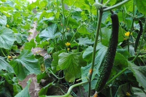 石硫合劑打過的菜能吃嗎？多久能吃？