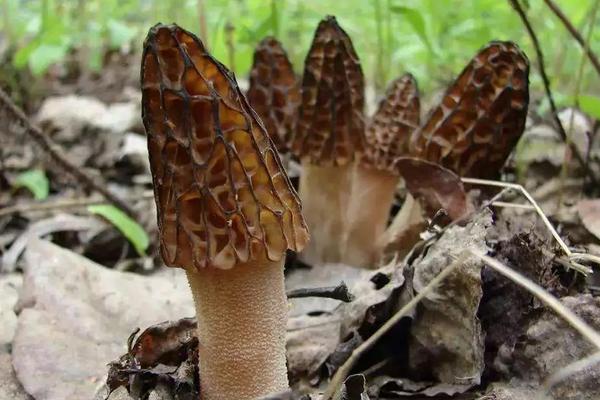 羊肚菌幼菇發黃死亡的原因是什么？羊肚菌幼菇能噴水嗎？