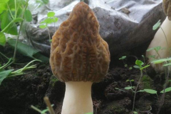 羊肚菌幼菇發黃死亡的原因是什么？羊肚菌幼菇能噴水嗎？