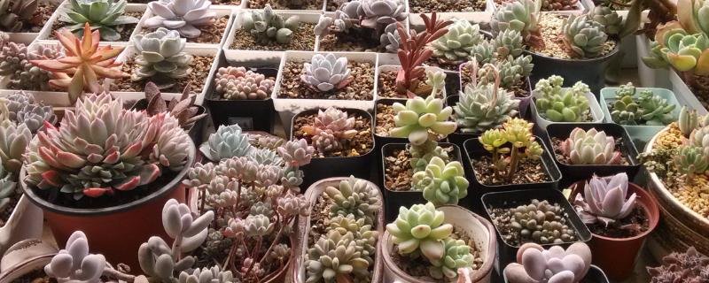 大棚種植多肉從哪進貨？賺錢嗎？前景如何？